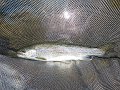 Kettle Trout3